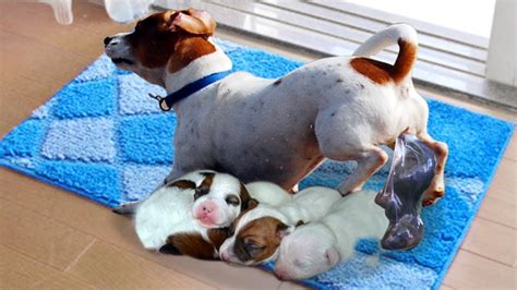  The mother also likes to have a place where she can give birth to her puppies in comfort while having a sense of security